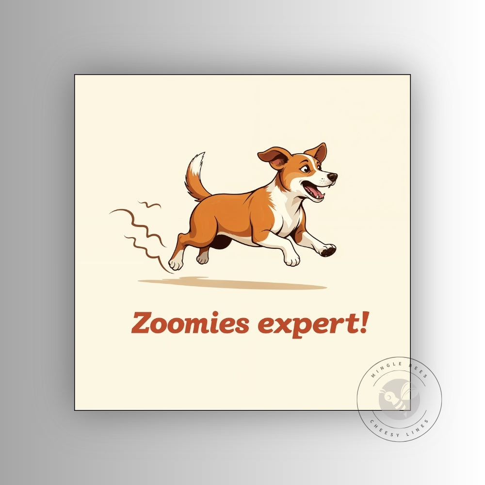 Zoomies Expert